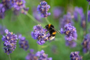 Bumblebee Pollinating Lavender in Horten, Norway