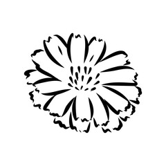 hand drawing of a chicory flower vector