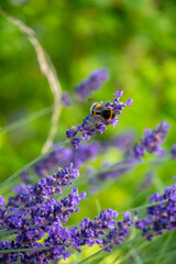 Bumblebee Pollinating Lavender in Horten, Norway