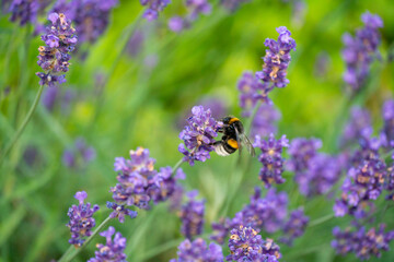 Bumblebee Pollinating Lavender in Horten, Norway