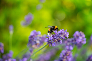 Bumblebee Pollinating Lavender in Horten, Norway