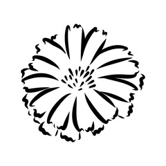 hand drawing of a chicory flower vector