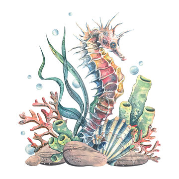 recommend clip art: Seahorses, seashell, coral, starfish, sea sponge, algae, pebbles and bubbles. Hand drawn watercolor illustration of sea animals and the underwater world. Composition isolated from the background.