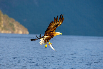 Seeadler beim Fischfang