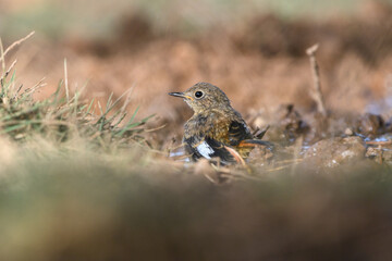 Juvenile male Moussier's redstart bathing