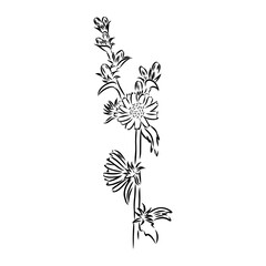 hand drawing of a chicory flower vector