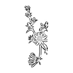 hand drawing of a chicory flower vector
