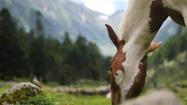 Cheval sauvage qui broute dans les Hautes-Pyr&eacute;n&eacute;es (Vall&eacute;e du Lutour)