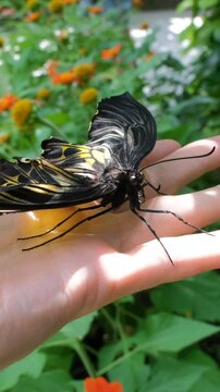 Vertical video. Male holding beautiful tropical Common Birdwing butterfly on hand by the lush green blooming park in Thailand