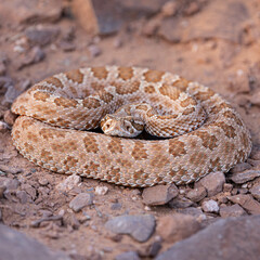 A midget faded rattlesnake coiled on the rocky ground of Utah and looking at the camera.