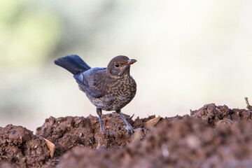 Close-up shot of Juvenile European blackbird