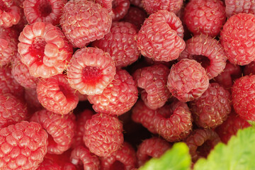 raspberries close-up. Ripe juicy raspberry harvest. Berry background