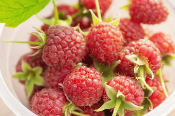 raspberries close-up. Ripe juicy raspberry harvest. Berry background.