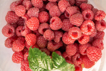 raspberries close-up. Ripe juicy raspberry harvest. Berry background