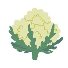 Cauliflower, Vector illustration isolated on white background, hand drawn, flat design