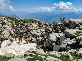 Herd of ibex on the Chäserrugg summit of the Churfirsten. Free wild animals in the Swiss...