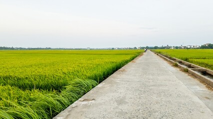 Obraz premium A rural concrete road cutting through lush green rice fields, representing agriculture and the Vietnamese countryside during harvest season