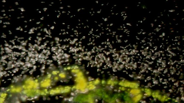 Diverse Bacteria under 40x Dark Field Microscopy #4