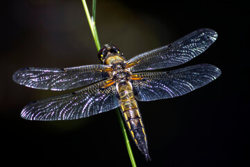 dragonfly