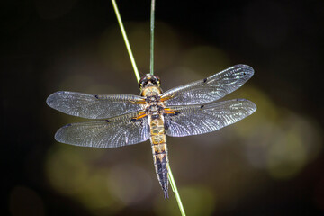 Dragonfly. Libellula quadrimaculata, Four-spotted Flat-bellied. He sits on a green motorcycle with his wings spread. taken in the middle of summer in close-up on a dark background