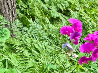 fern and flowers