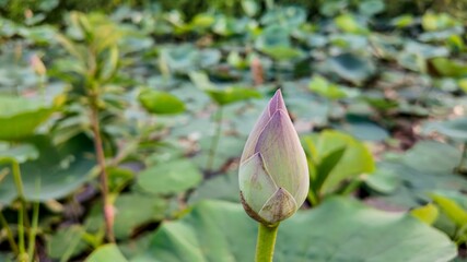 A blooming lotus bud in a serene pond, symbolizing purity and enlightenment, often celebrated during Buddha Purnima