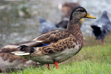 A duck walks on the grass in the park. close-up. summer