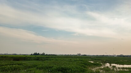 A vast, green wetland landscape under a serene sky, ideal for concepts of tranquility, environment, and rural tourism