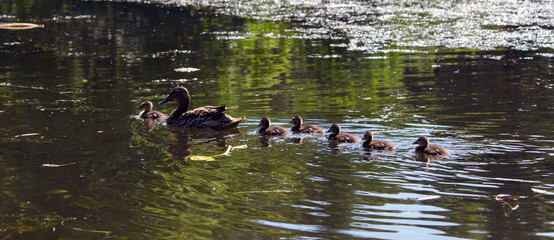 a duck and ducklings swim in a pond. ducklings training. duck children. summer