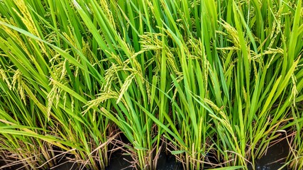 Close-up of lush green rice plants growing in a paddy field, highlighting agricultural practices and sustainable farming concepts