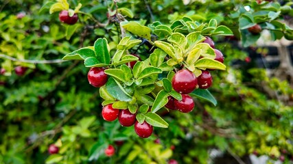 Obraz premium Close-up of ripe bearberry fruits on a branch, illustrating the concept of natural harvesting in late summer