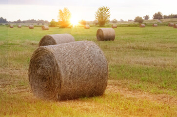 Hay bales. Hay bales are stacked on the field in large stacks. Harvesting in agriculture. High quality photo