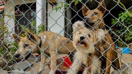 Three dogs waiting behind a chain-link fence, highlighting themes of animal shelter and adoption initiatives