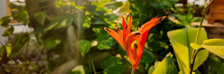 Sunlight bathes a vibrant orange tropical flower in a lush garden, symbolizing growth and tranquility