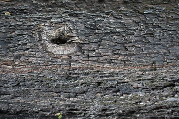 Full frame bark texture background in Top View and Copy Space for text entry. Tree bark texture background for earth day design to put text on the background.