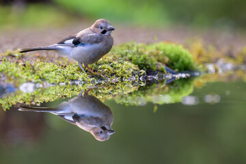 Eurasian jay (Garrulus glandarius) in summer forest