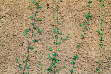 The textures and patterns on concrete walls look old and unique, making them popular as backgrounds to add messages and to complement any design. beautiful abstract background. Copy Space for Text