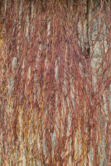 The vine roots that have emerged after being cut off are to destroy the vines that have risen on the large trees and may cause the tree to die, the vine roots must be cut off. nature survival concept