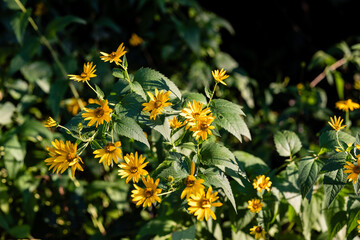 Beautifully sunlight yellow cone flowers with shadows and light draped over some of them