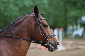 Photo shot of a beautiful show jumper horse on natural background
