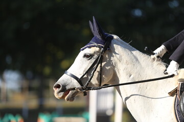 Photo shot of a beautiful show jumper horse on natural background