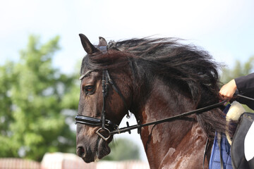 Fototapeta premium Photo shot of a beautiful show jumper horse on natural background