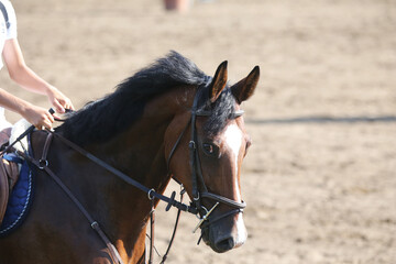 Photo shot of a beautiful show jumper horse on natural background