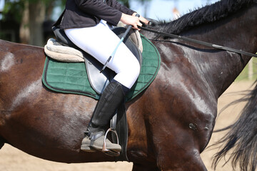 Photo shot of a beautiful show jumper horse on natural background