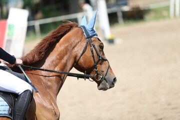 Photo shot of a beautiful show jumper horse on natural background