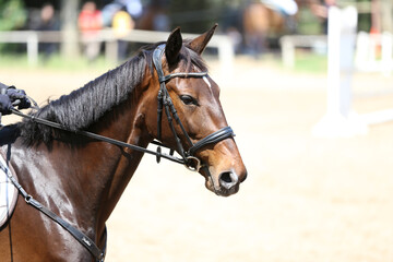 Obraz premium Photo shot of a beautiful show jumper horse on natural background