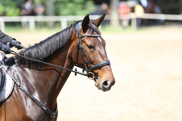 Fototapeta premium Photo shot of a beautiful show jumper horse on natural background