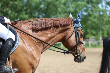 Photo shot of a beautiful show jumper horse on natural background