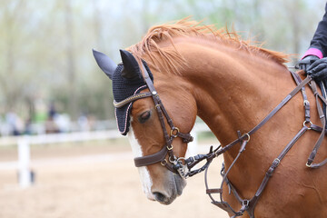 Photo shot of a beautiful show jumper horse on natural background