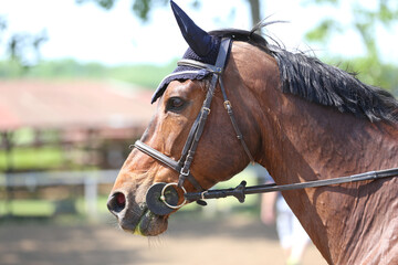 Photo shot of a beautiful show jumper horse on natural background